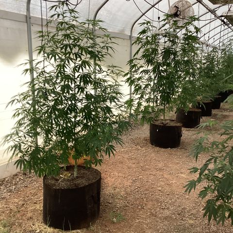 Skittles growlog timeline photo