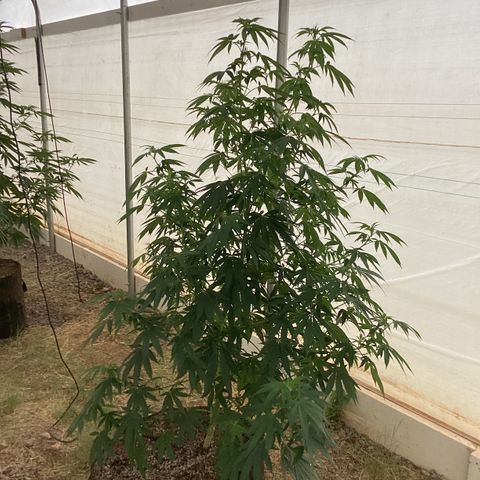 Skittles growlog timeline photo
