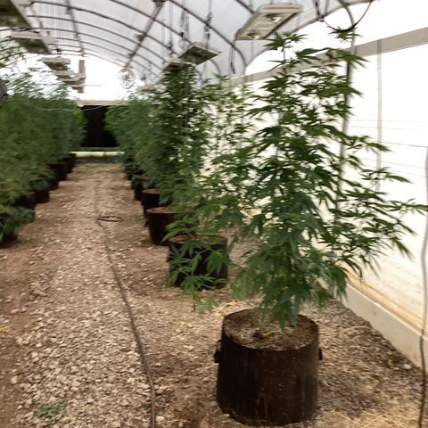 Skittles growlog timeline photo