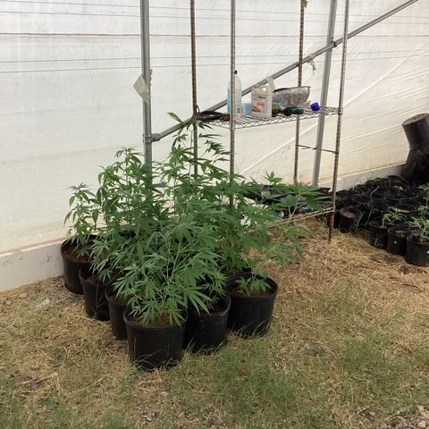 Skittles growlog timeline photo