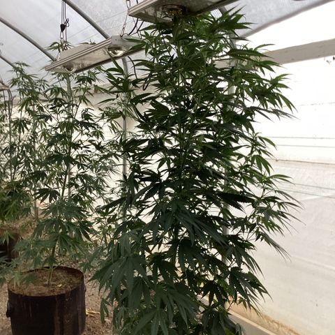 Skittles growlog timeline photo