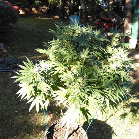 Chocolope growlog timeline photo