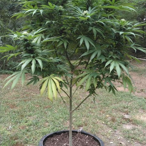 Amnesia Haze growlog timeline photo
