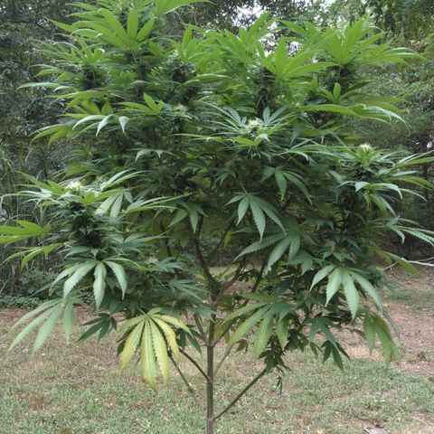 Amnesia Haze growlog timeline photo