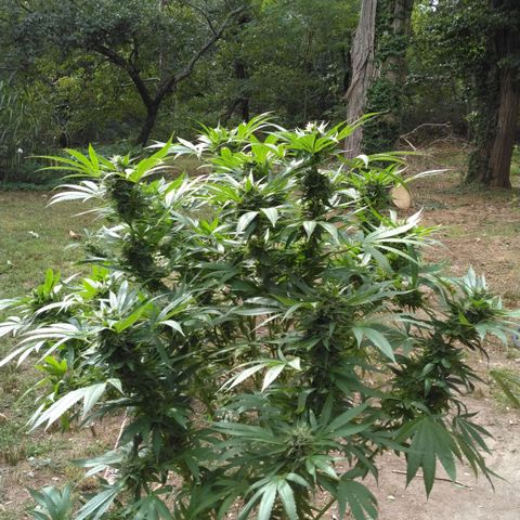 Chocolope growlog timeline photo