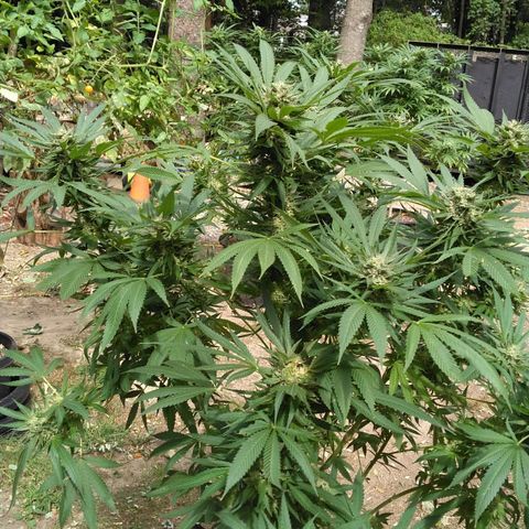 Chocolope growlog timeline photo