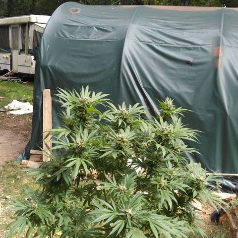 Chocolope growlog timeline photo