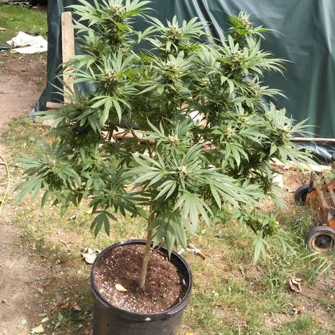 Chocolope growlog timeline photo