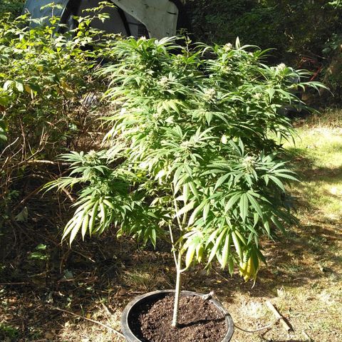 Amnesia Haze growlog timeline photo
