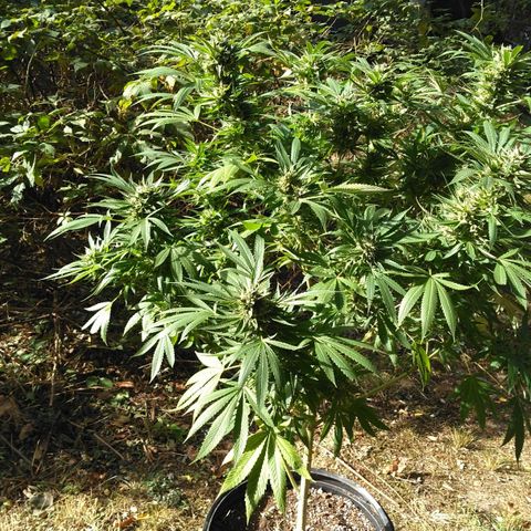 Chocolope growlog timeline photo