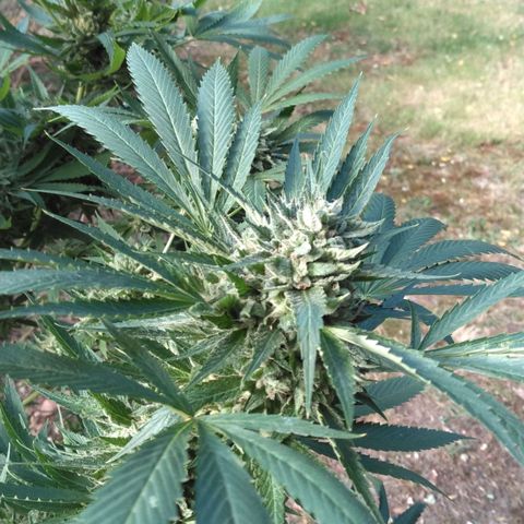 Chocolope growlog timeline photo