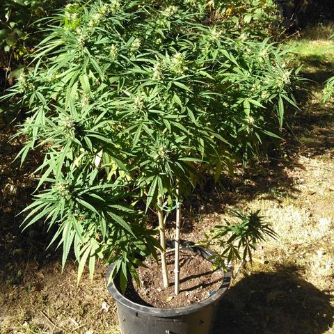 Big Bud #1 growlog timeline photo