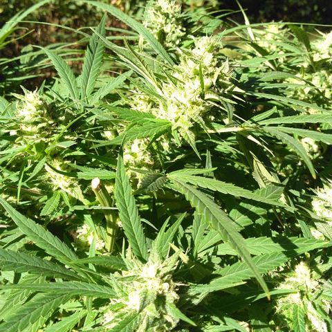 Big Bud #1 growlog timeline photo
