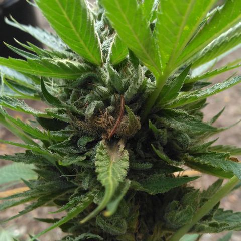Chocolope growlog timeline photo