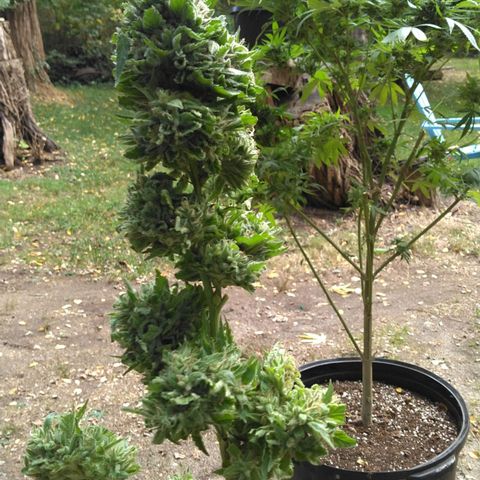 Chocolope growlog timeline photo