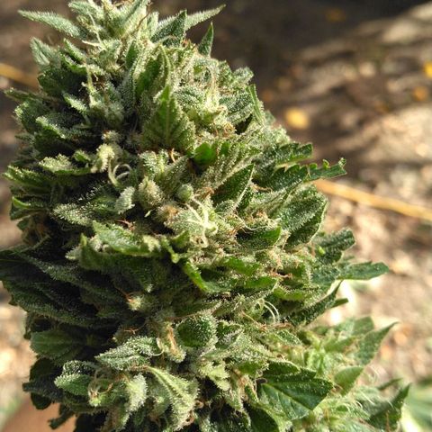Chocolope growlog timeline photo