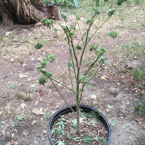 Chocolope growlog timeline photo