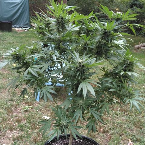 Chocolope growlog timeline photo