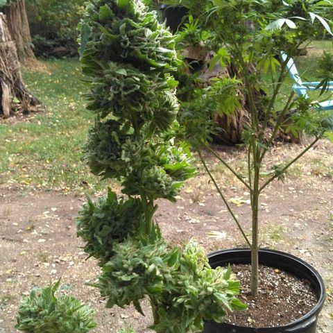 Chocolope growlog timeline photo
