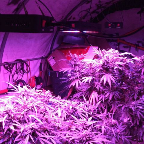 Chocolope growlog photo: Rain day inside tent