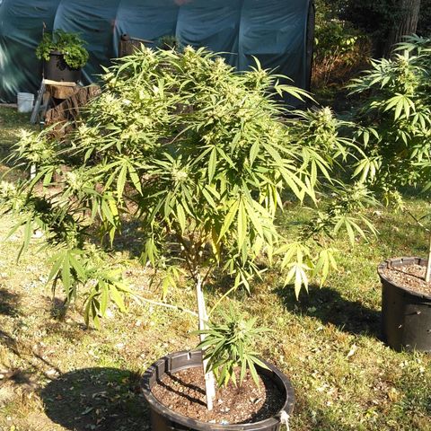 Big Bud #1 growlog timeline photo