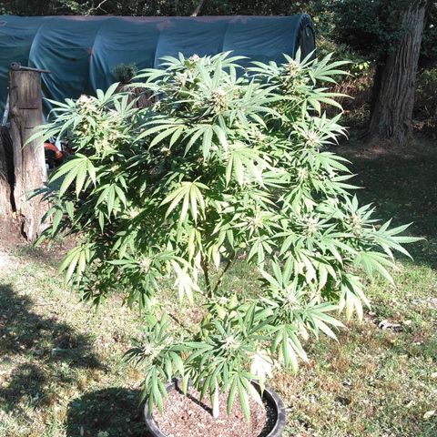 Amnesia Haze growlog timeline photo