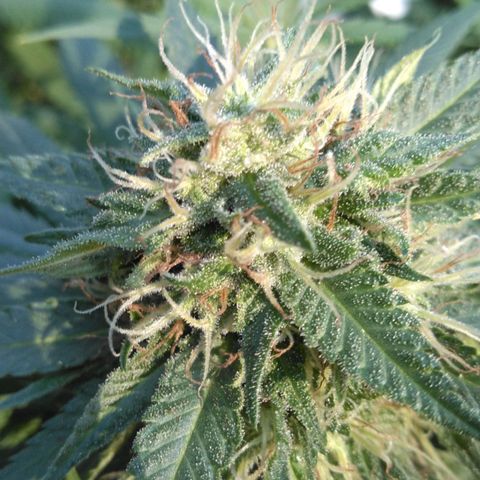 Amnesia Haze growlog timeline photo