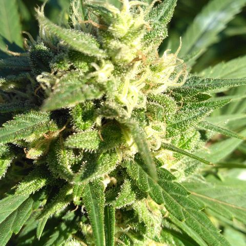 Big Bud #1 growlog timeline photo