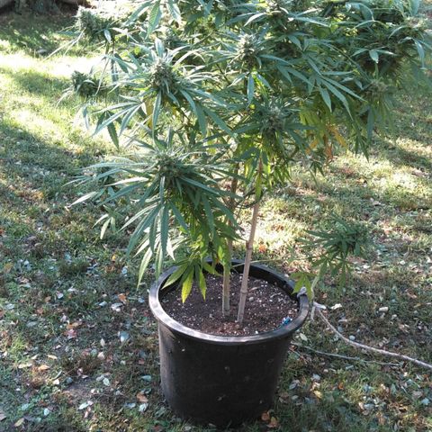 Big Bud #1 growlog timeline photo