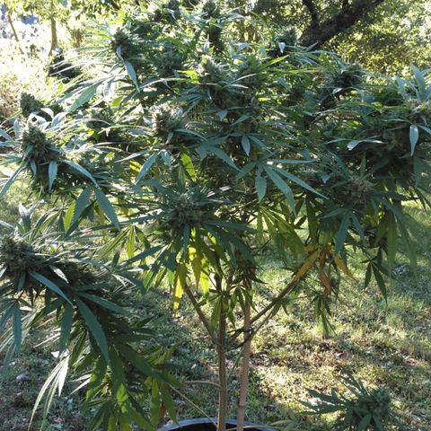 Big Bud #1 growlog timeline photo