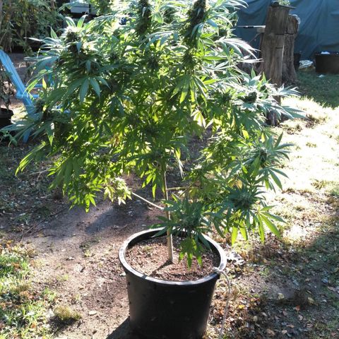 Amnesia Haze growlog timeline photo