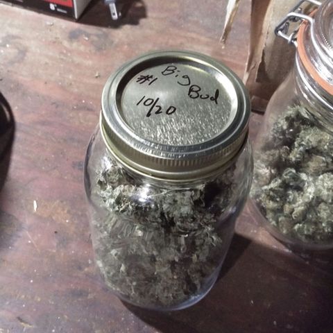 Big Bud #1 growlog photo: First four colas