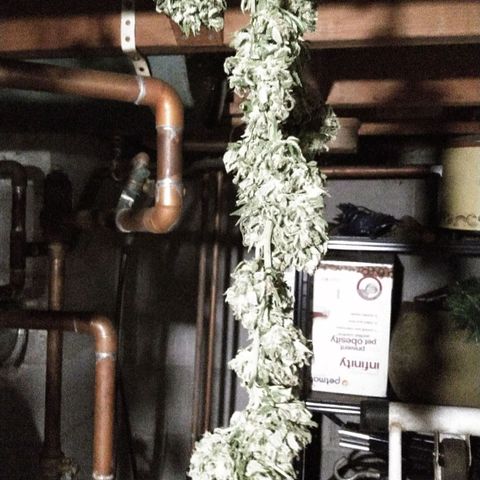 Big Bud #1 growlog timeline photo