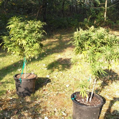 Chocolope growlog timeline photo