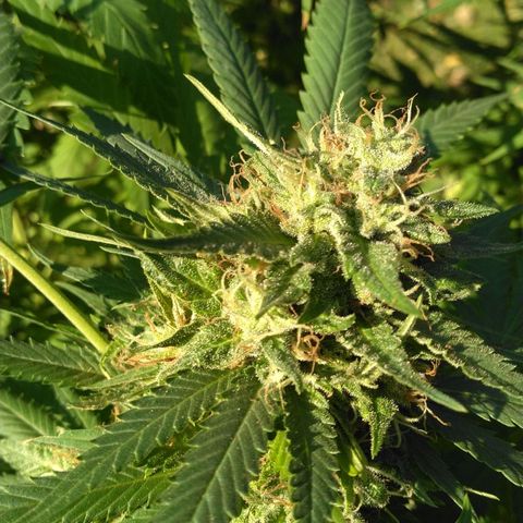 Amnesia Haze growlog timeline photo