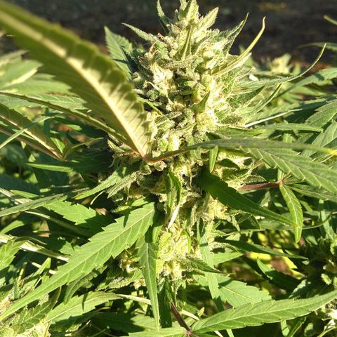 Big Bud #1 growlog timeline photo