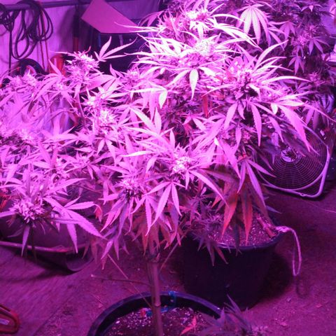 Chocolope growlog timeline photo