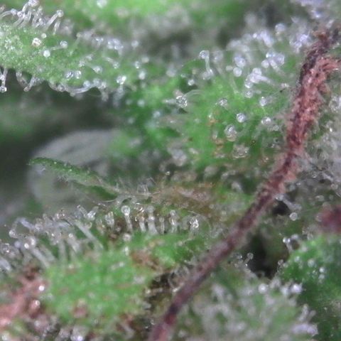 Amnesia Haze growlog timeline photo
