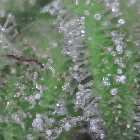 Amnesia Haze growlog timeline photo