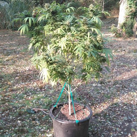 Amnesia Haze growlog photo: Might harvest AH today.