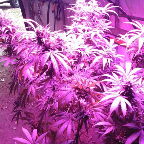 Amnesia Haze growlog timeline photo