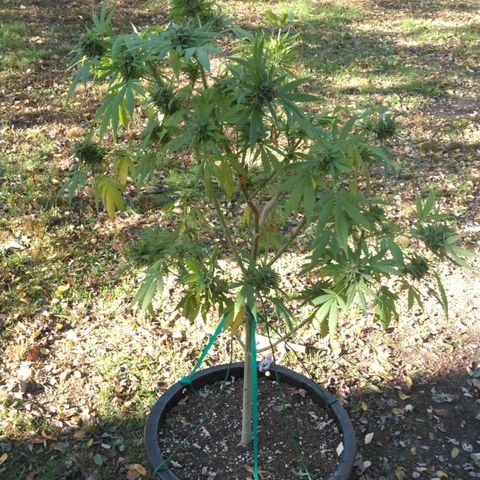 Amnesia Haze growlog timeline photo