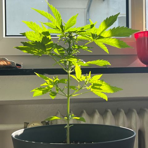 Joanna 3rd growlog timeline photo