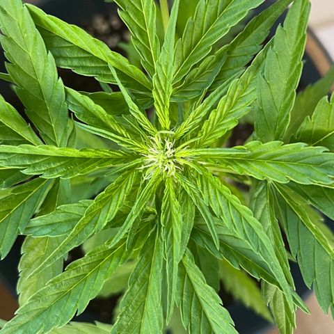 Joanna 3rd growlog timeline photo