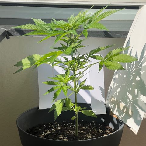 Joanna 3rd growlog timeline photo