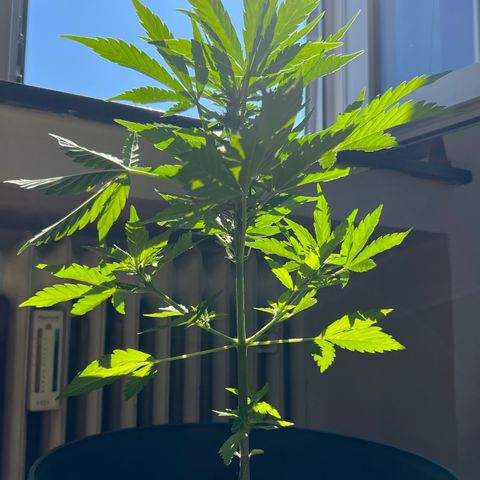 Joanna 3rd growlog timeline photo