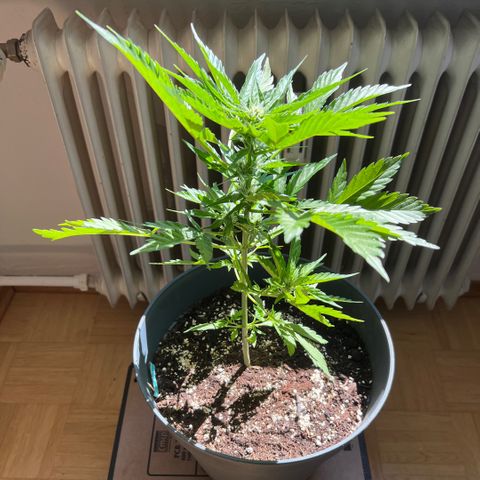 Joanna 3rd growlog timeline photo