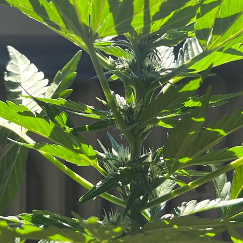 Joanna 3rd growlog timeline photo