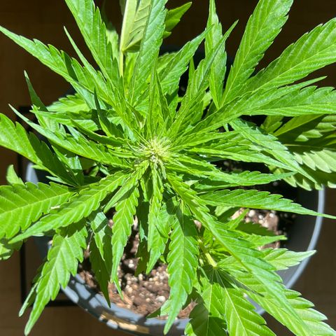 Joanna 3rd growlog timeline photo