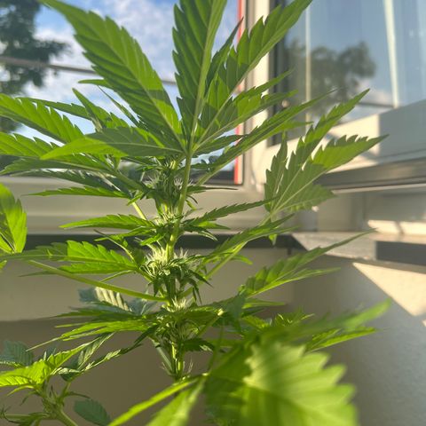 Joanna 3rd growlog timeline photo